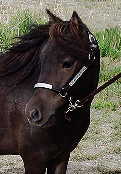 Zip, Miniature Horse Gelding 24k jpeg