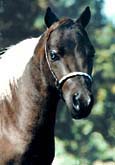 National Top Ten Pinto Miniature Horse Stallion headshot 3K