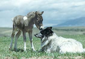 Our Dog, part border collie shelter dog with miniature horse foal 15K