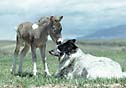 Dog and Miniature Horse Foalin Pasture 3K