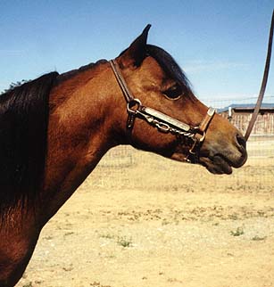 head shot miniature horse stallion- Handy 26k jpeg