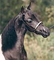 Miniature Horse Pinto Stallion headshot 3K