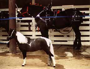 black and white miniature horse stallion with draft horse in background 20K