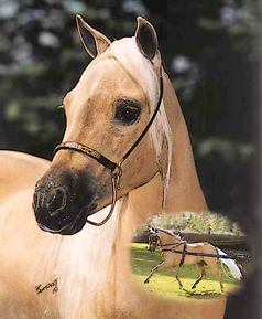 [Cowboy Cover Miniature Horse World Magazine 16K]